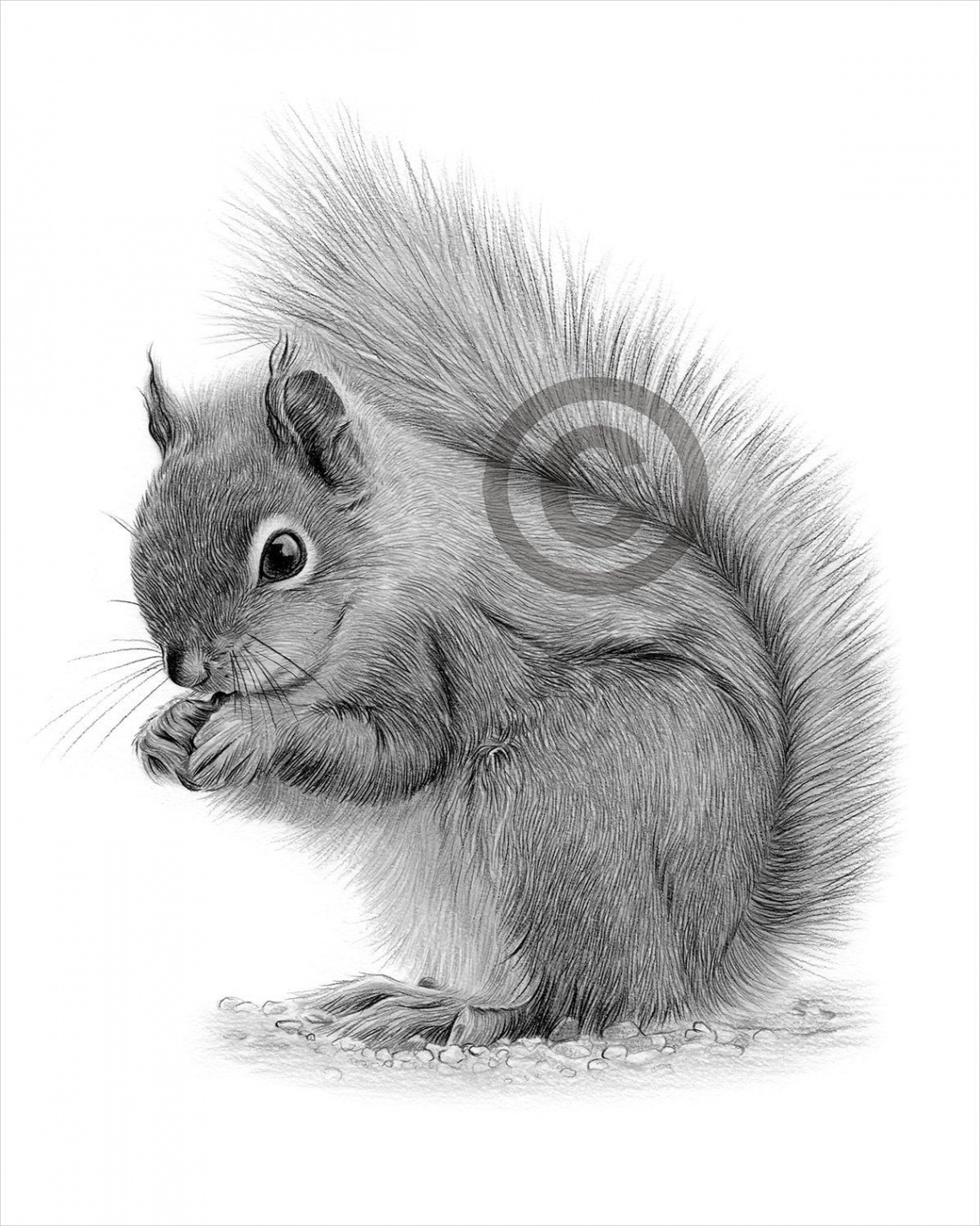 Digital Download Pencil Drawing of a Grey Squirrel Artwork by UK