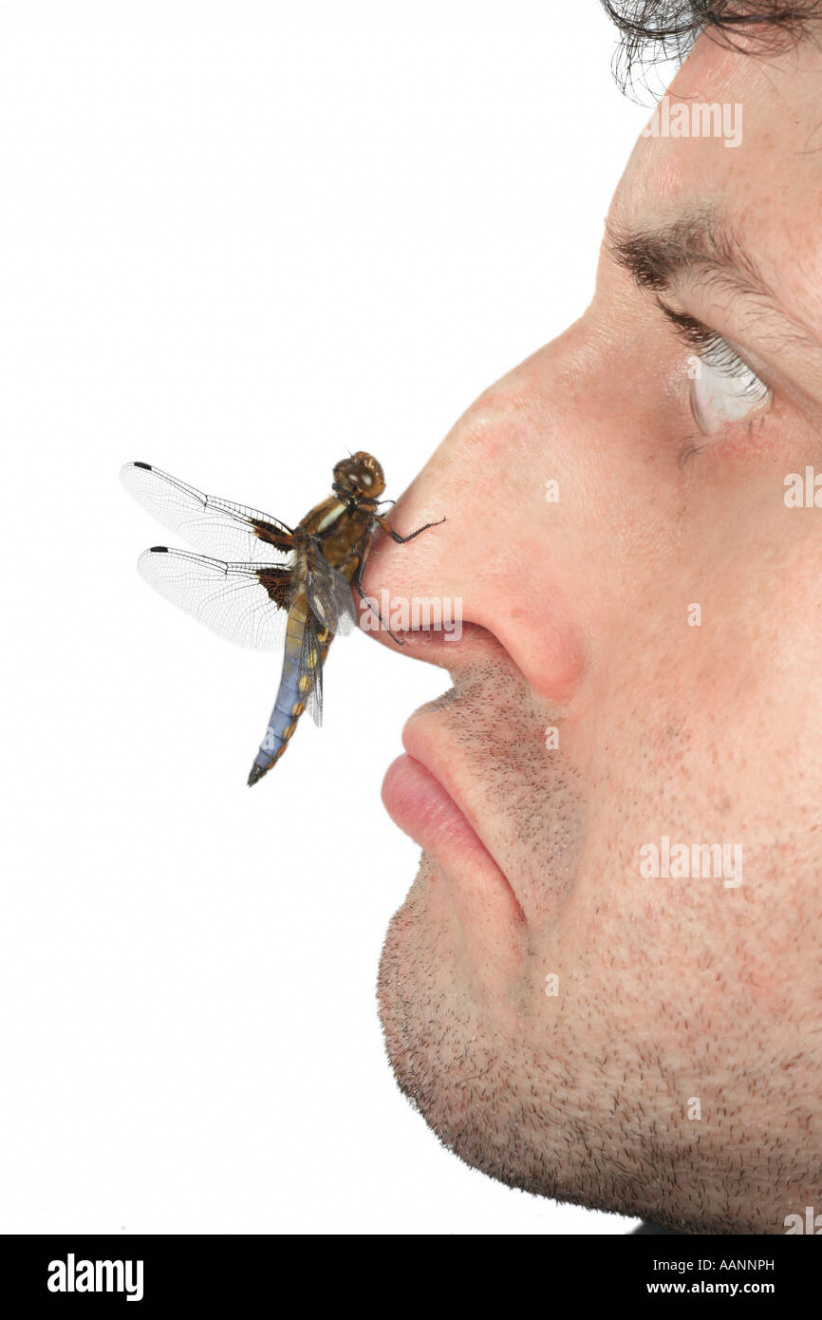 Dragonfly on my nose hi-res stock photography and images - Alamy