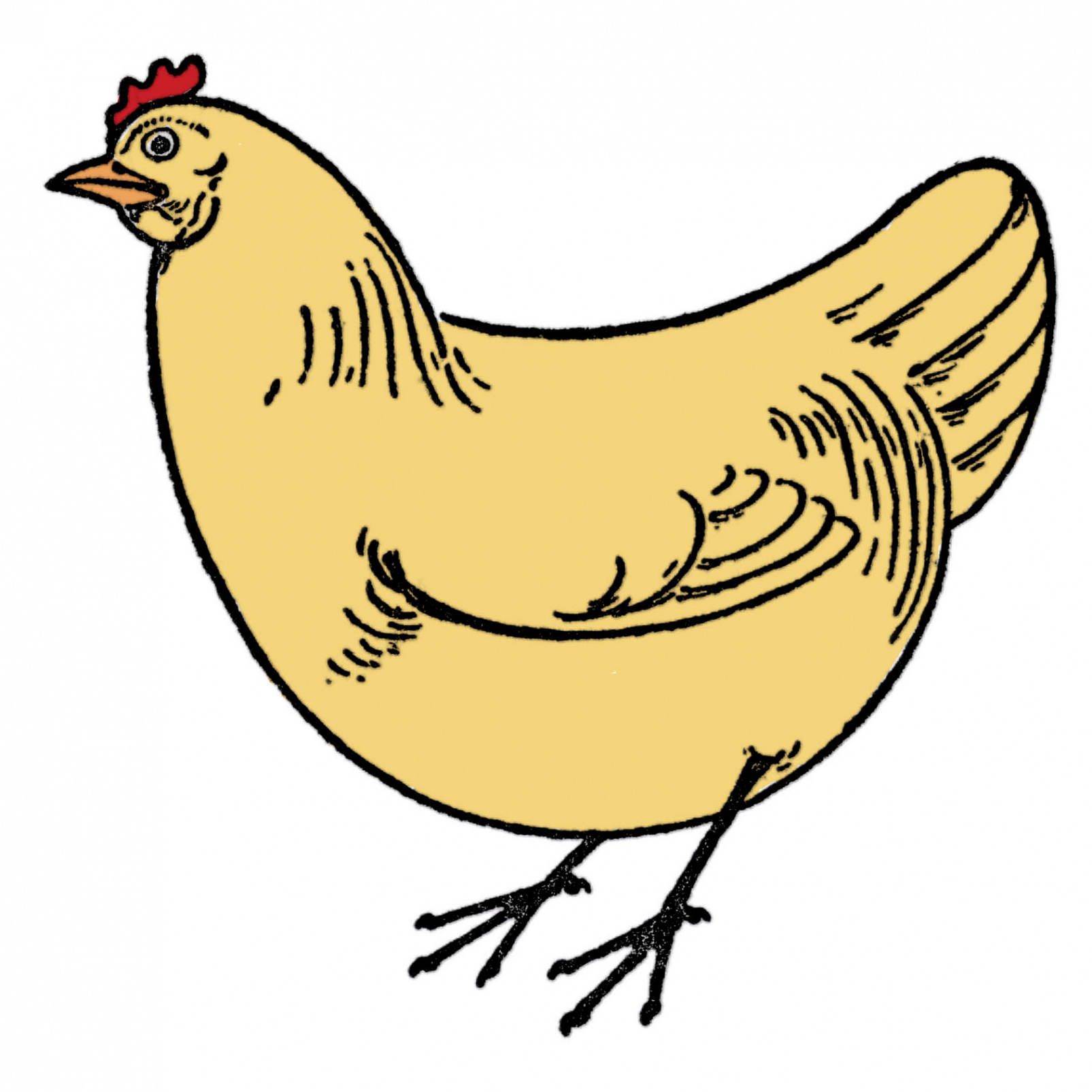 Draw a Chicken Easy ( Simple Steps)! - The Graphics Fairy