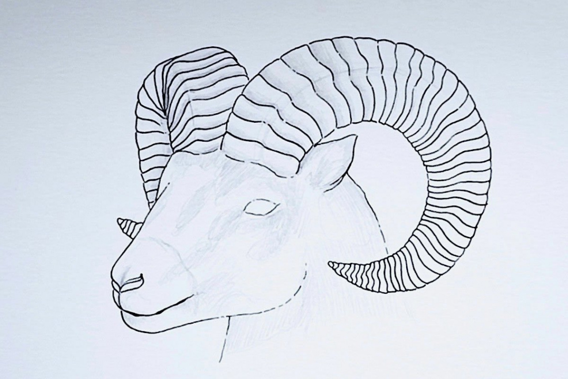 Drawing a majestic bighorn sheep  STAEDTLER