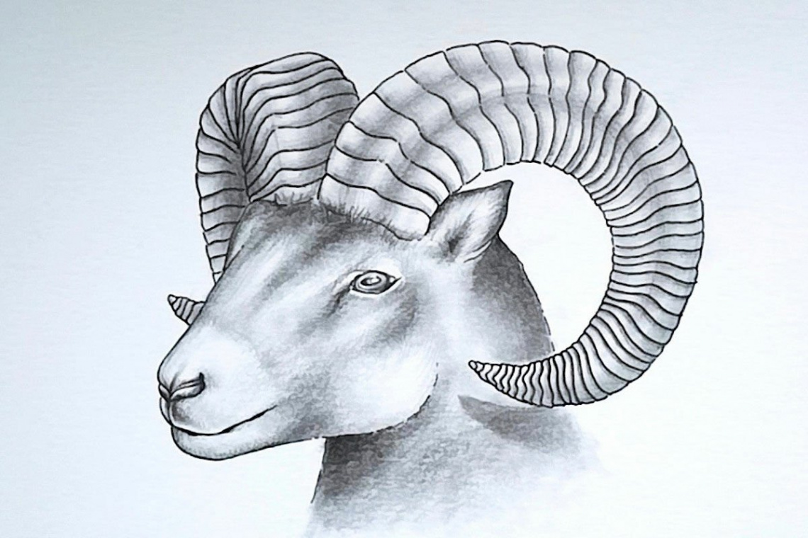 Drawing a majestic bighorn sheep  STAEDTLER