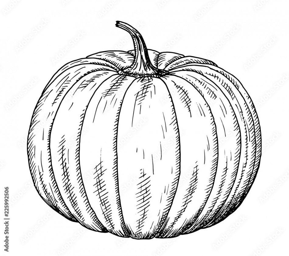 Drawing of pumpkin - hand sketch of Cucurbita, black and white