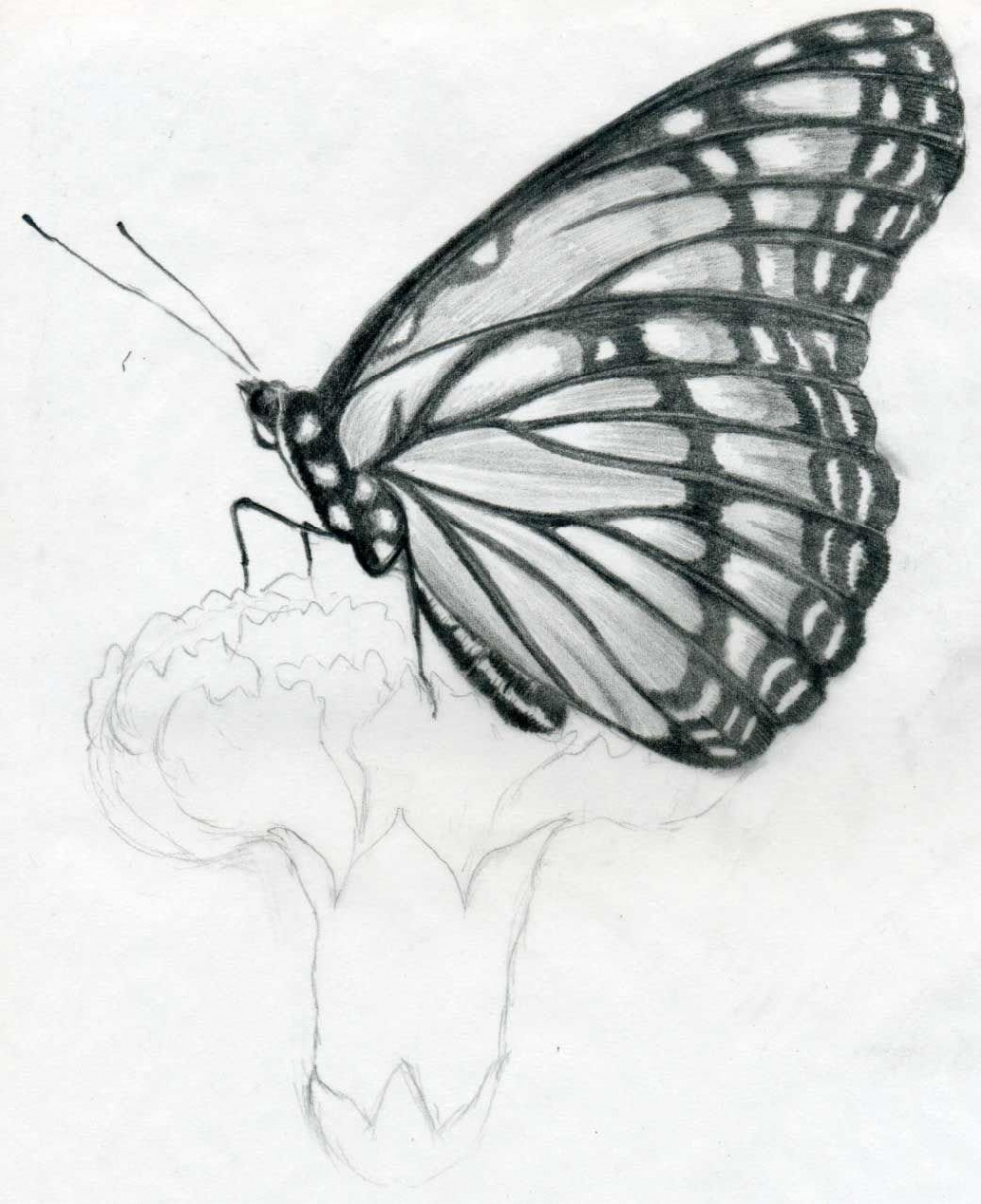 Easy Butterfly Drawing For Kids