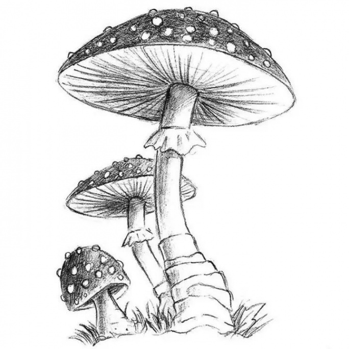 Easy Mushroom Drawing Ideas – How To Draw A Mushroom в 23 г