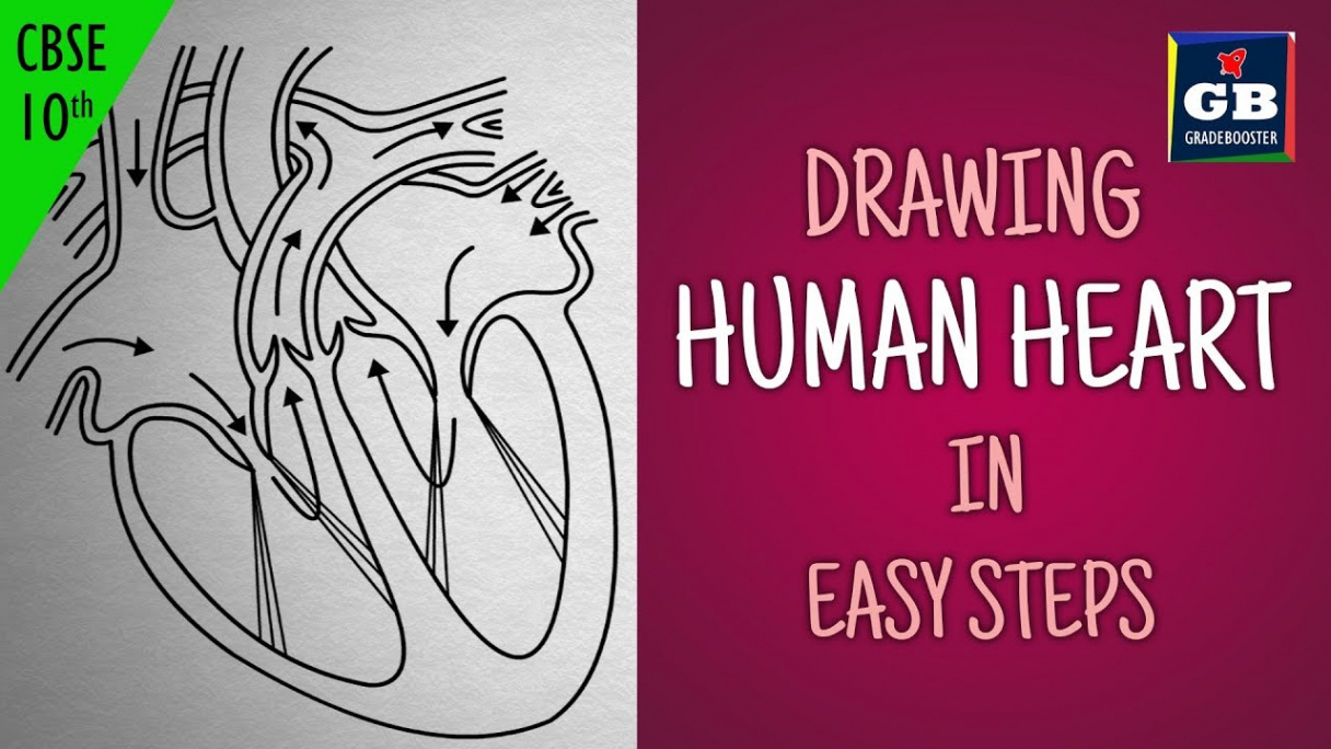 Easy way to draw human #heart :Life processes  NCERT class   biology   science CBSE syllabus