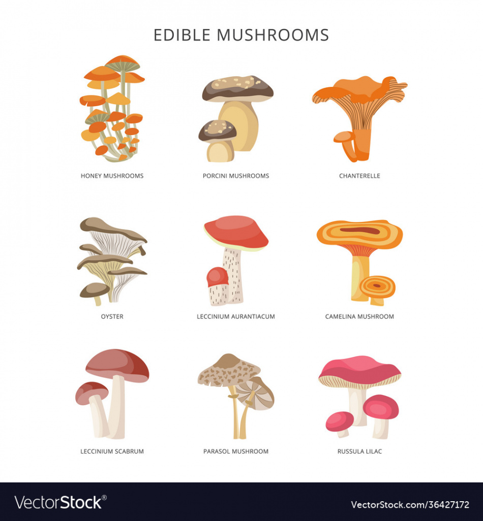 Edible mushrooms icons with names set flat Vector Image