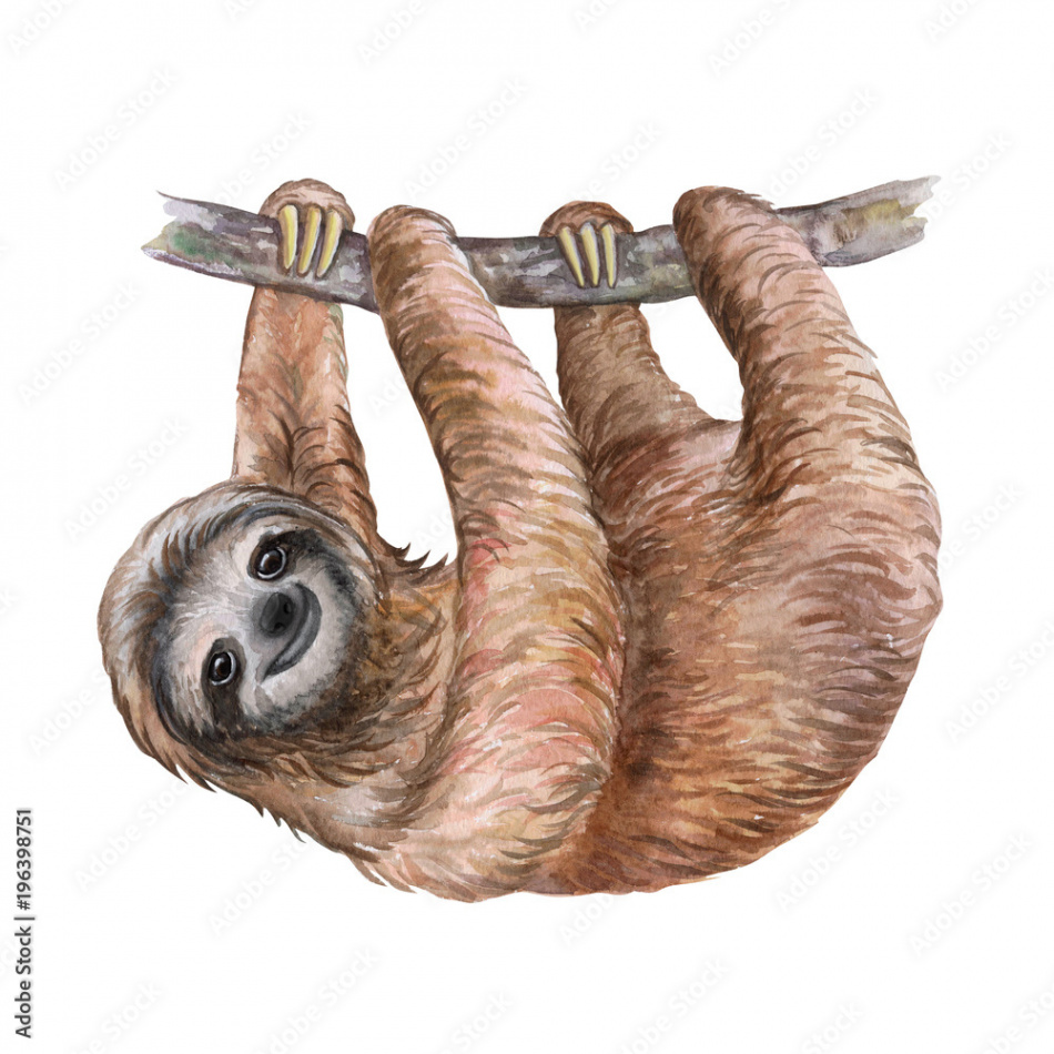 Foto Watercolor sloth illustration