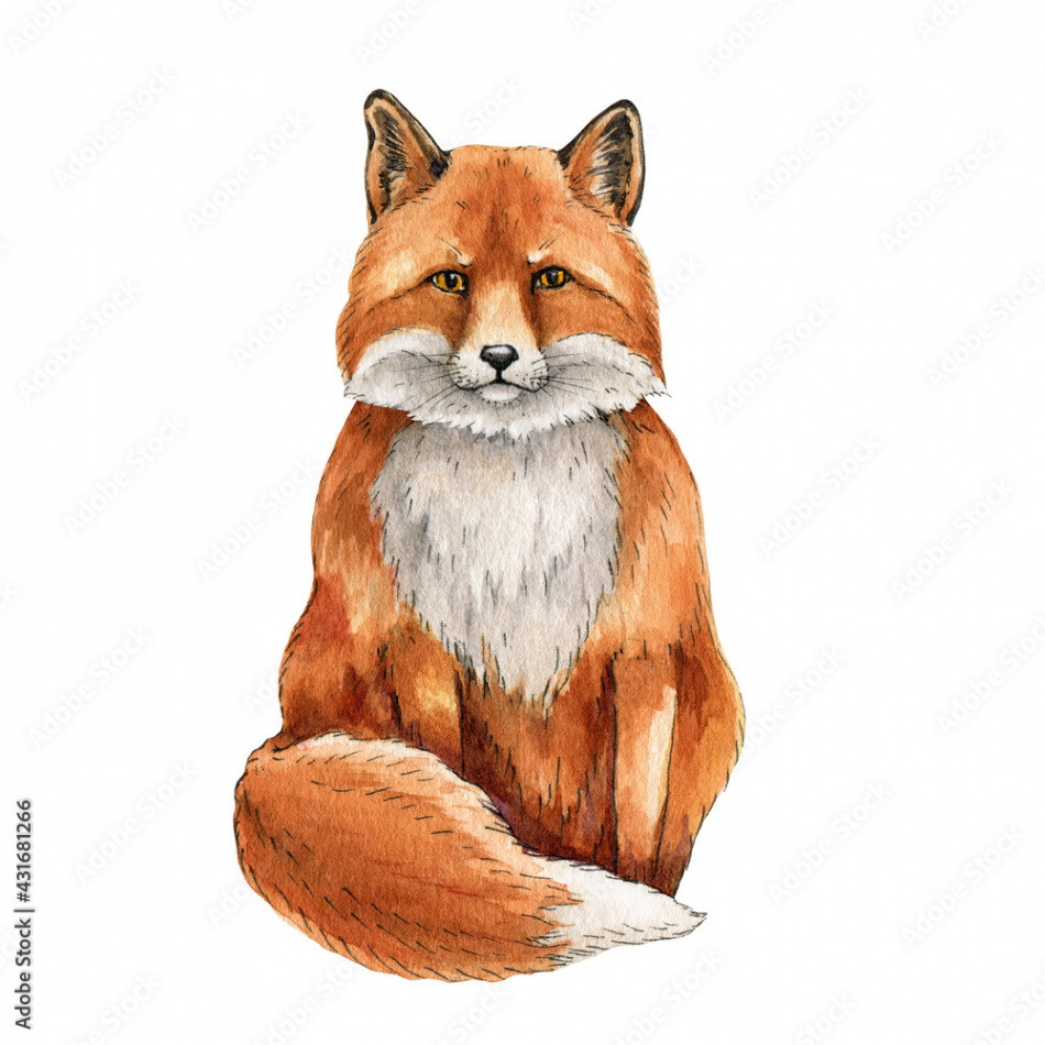 Fox animal watercolor illustration