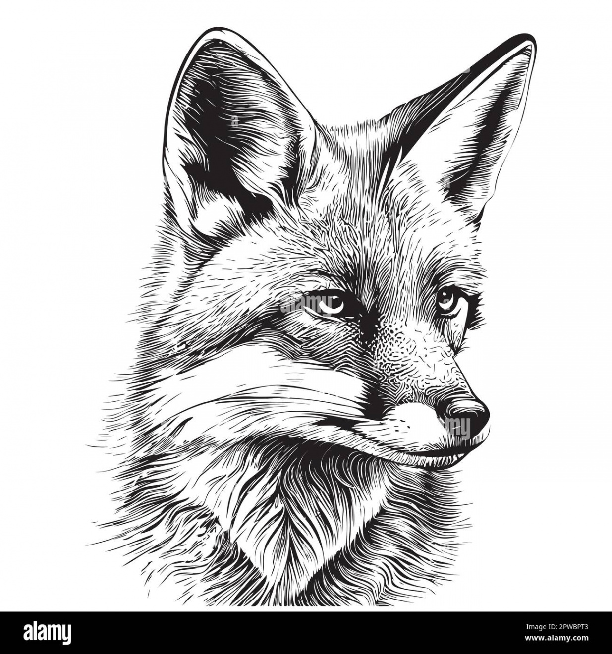 Fox portrait hand drawn sketch illustration Wild animals Stock