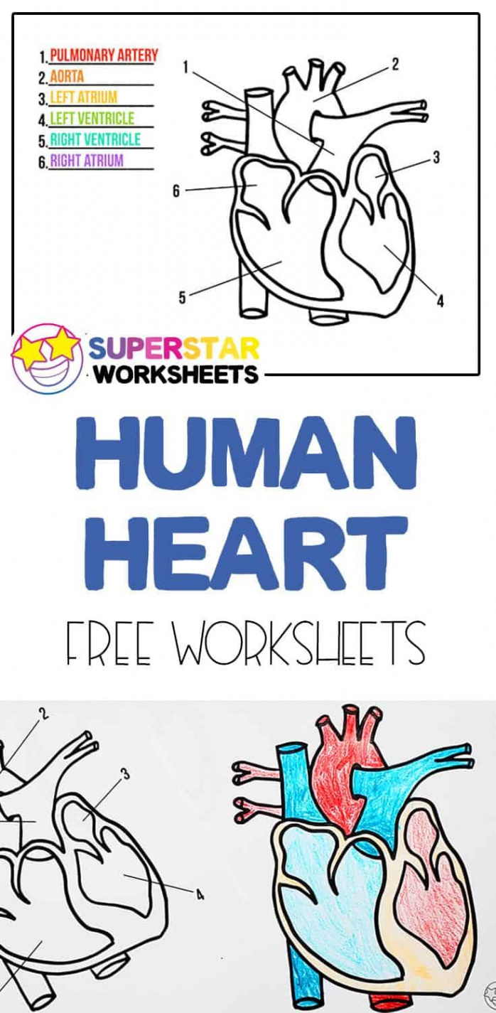 Free Heart Worksheets  Homeschool science curriculum