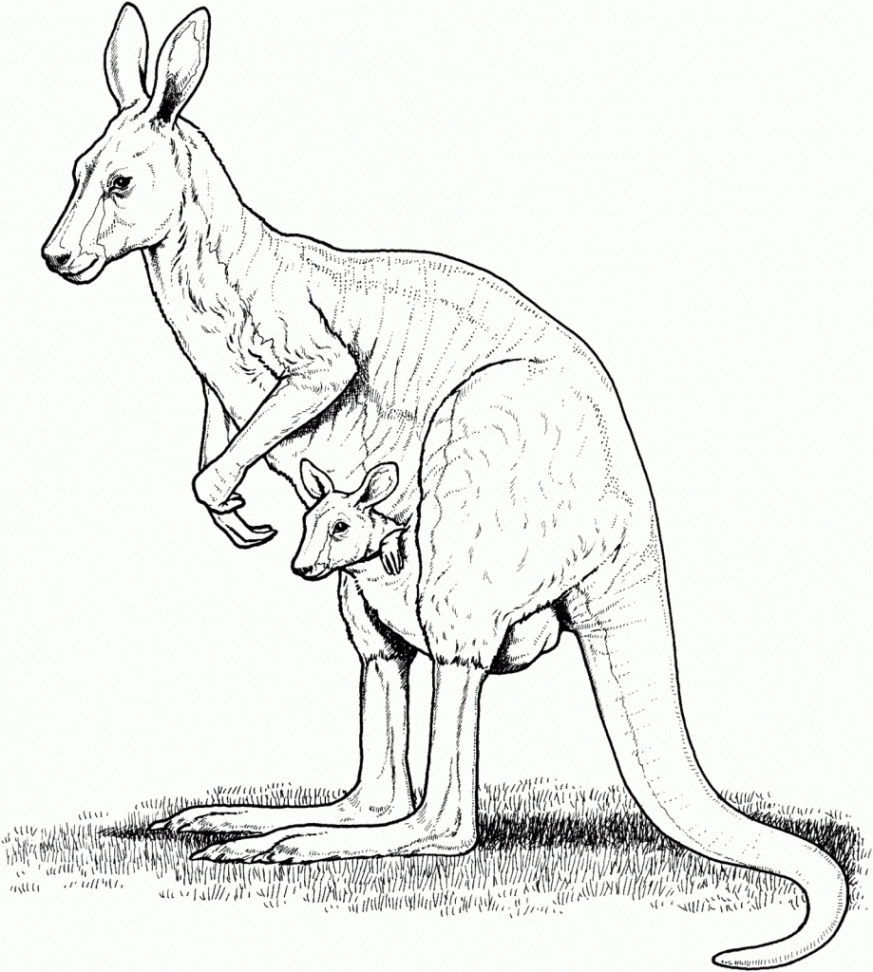 Free Printable Kangaroo Coloring Pages For Kids  Kangaroo art