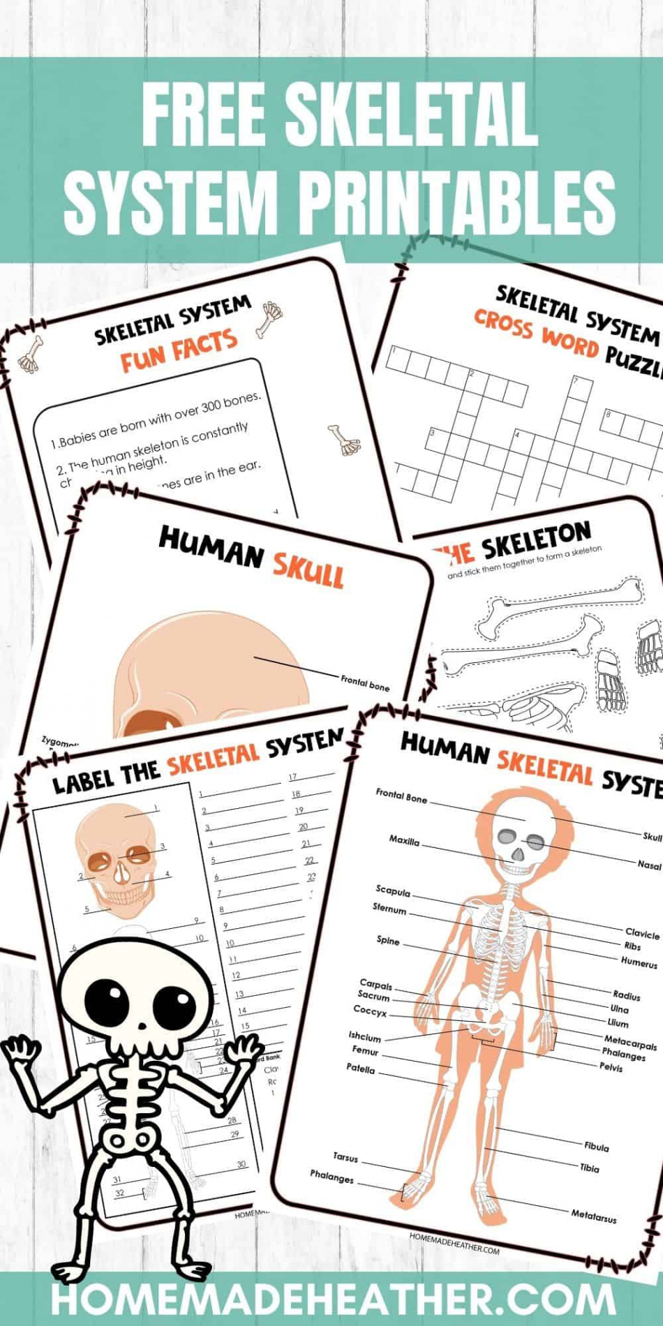 Free Skeletal System Printable Work Sheets » Homemade Heather