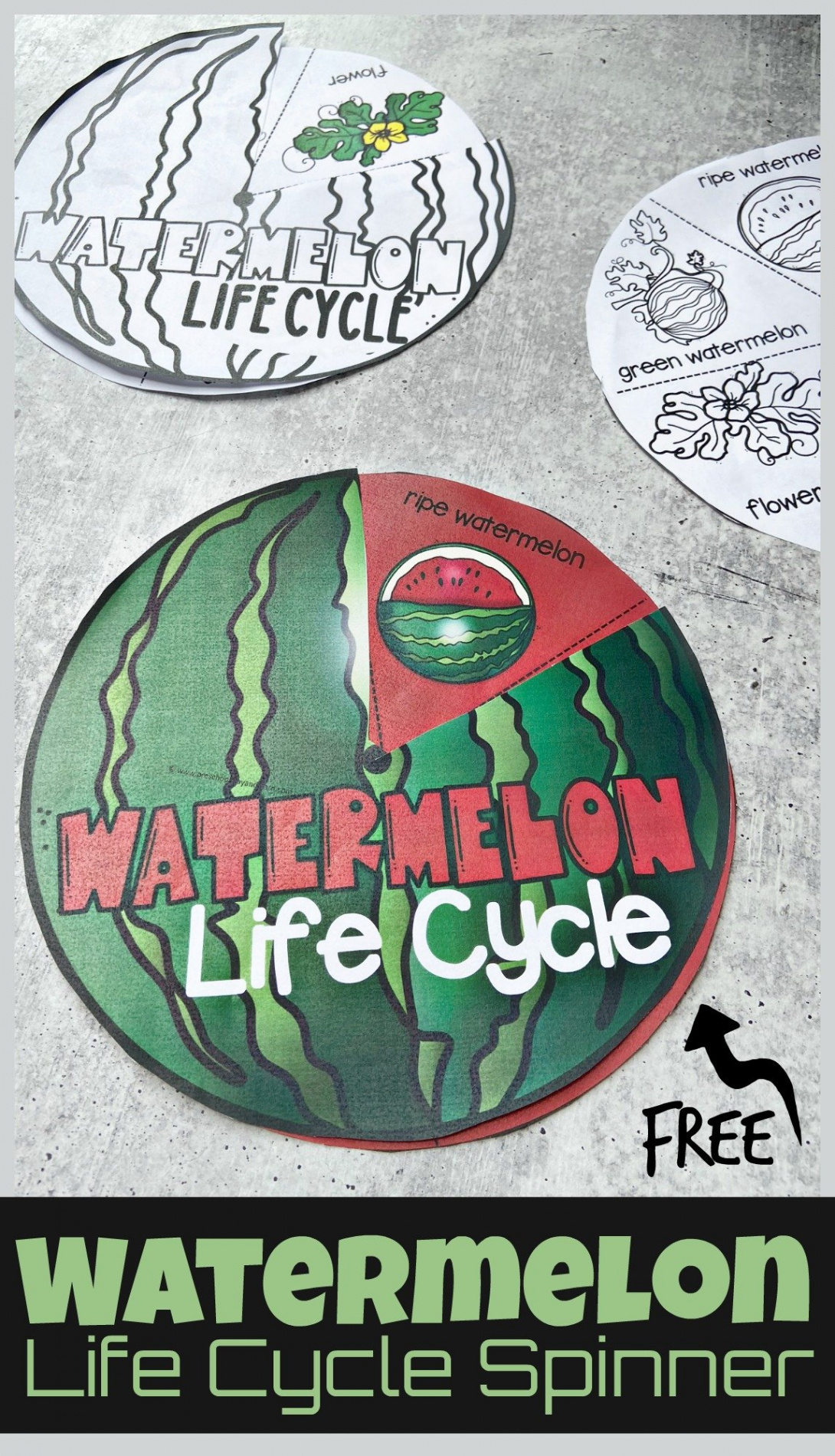 🍉 FREE Watermelon Life Cycle Printable Spinner Activity for Kids