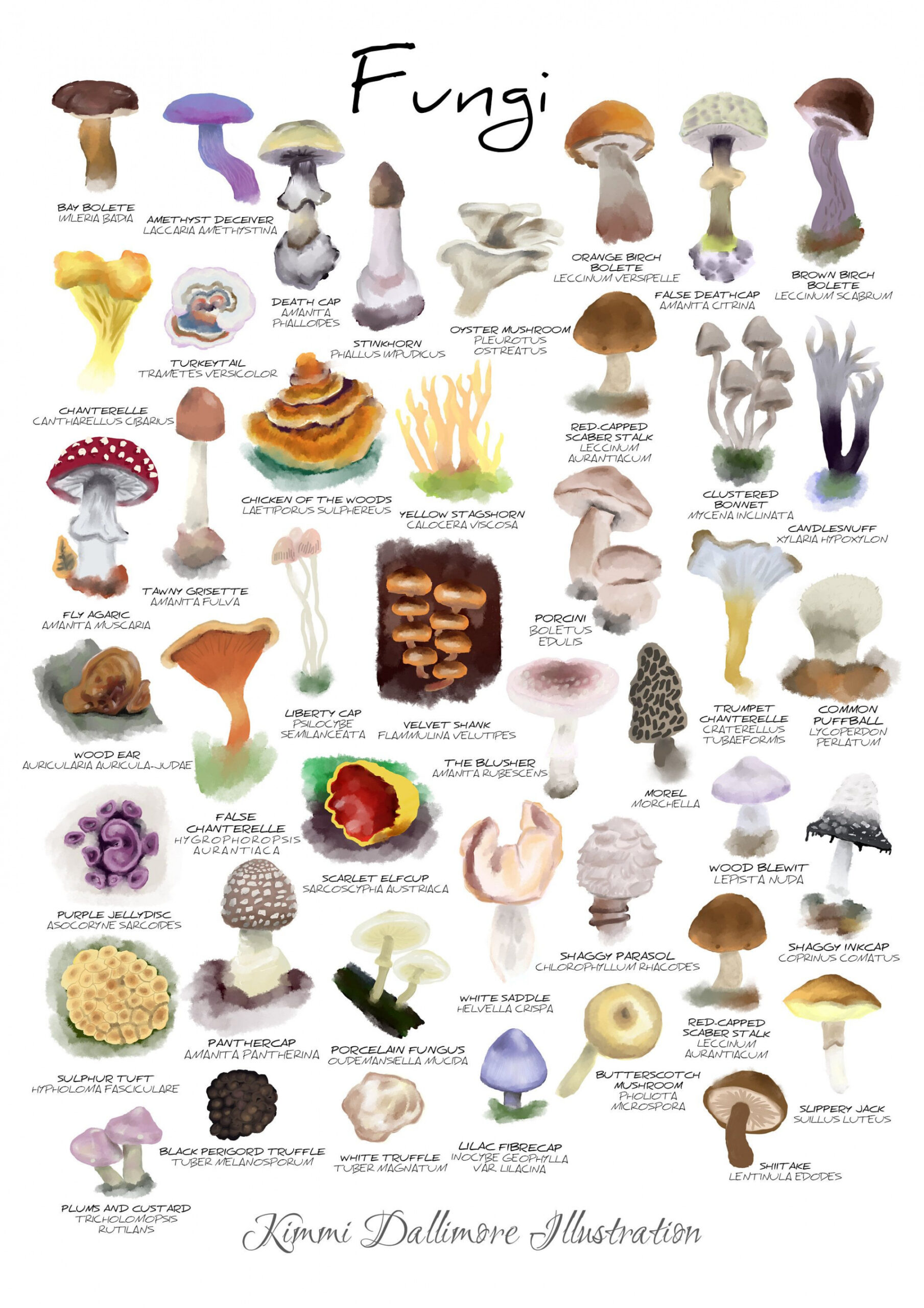 Fungi Illustration Art Print Fungi Wall Chart Mushroom Art - Etsy