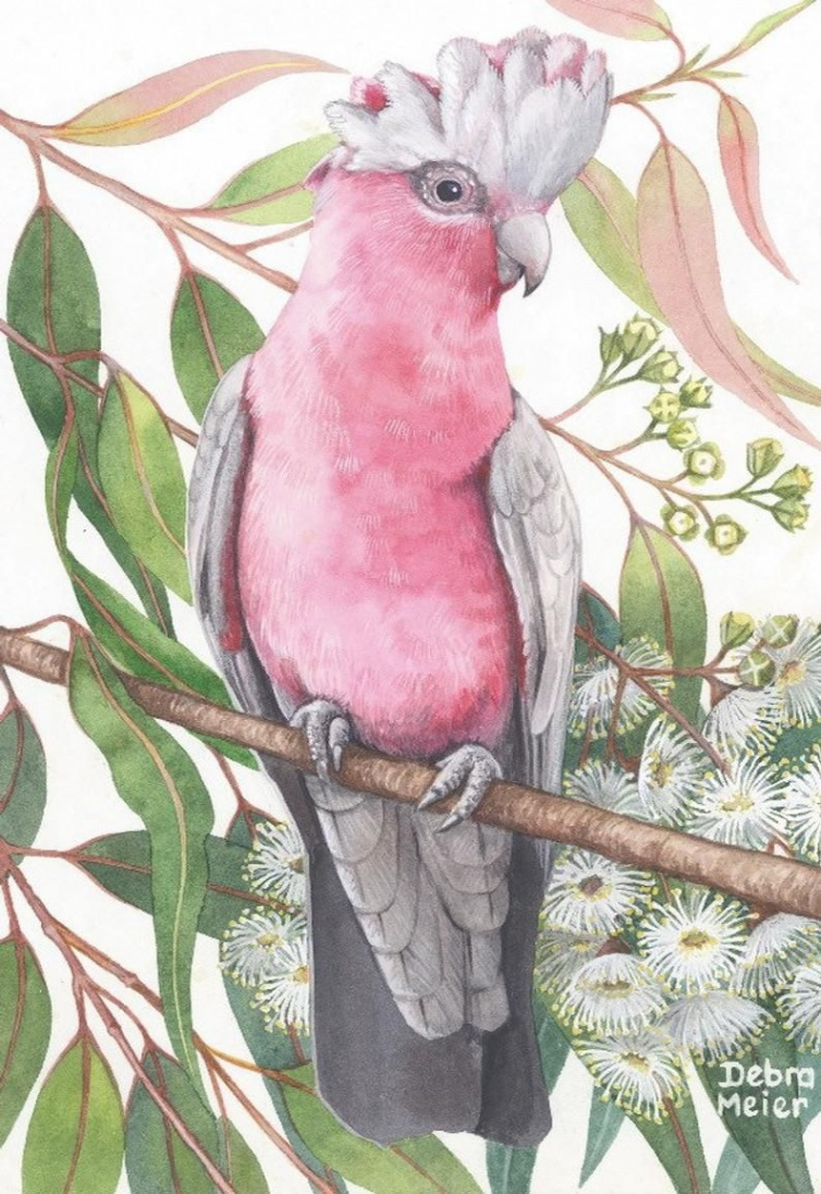 Galah by Debra Meier Art Australian Native Bird Print Galah - Etsy