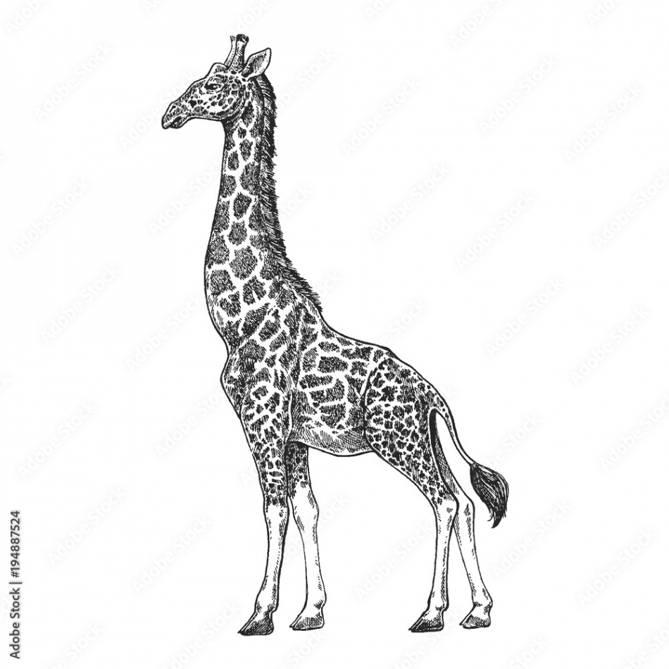 Giraffe. Camelopard. Zoo. African fauna. Hand drawn