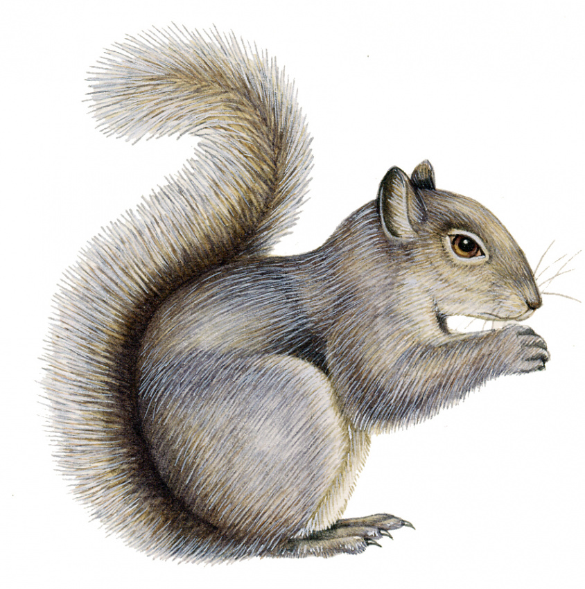 Grey squirrel Sciurus carolinensis  - Lizzie Harper