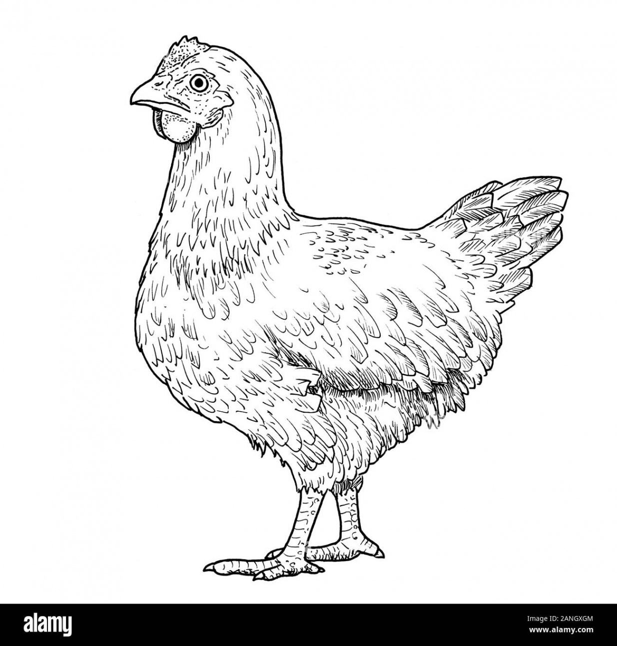 Hand draw chicken hi-res stock photography and images - Alamy