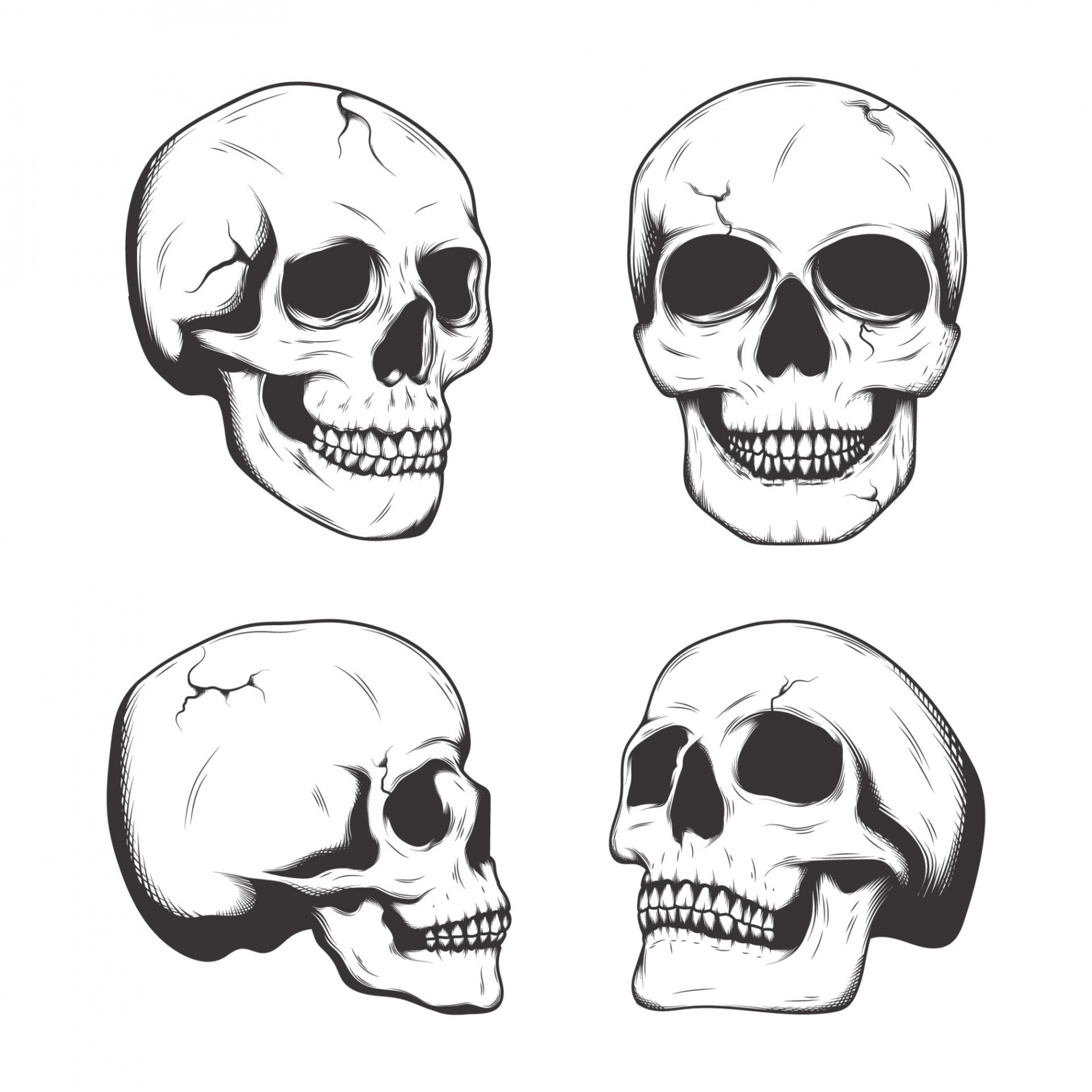 Hand Drawing Aesthetic Realistic Skull Collection  Vector