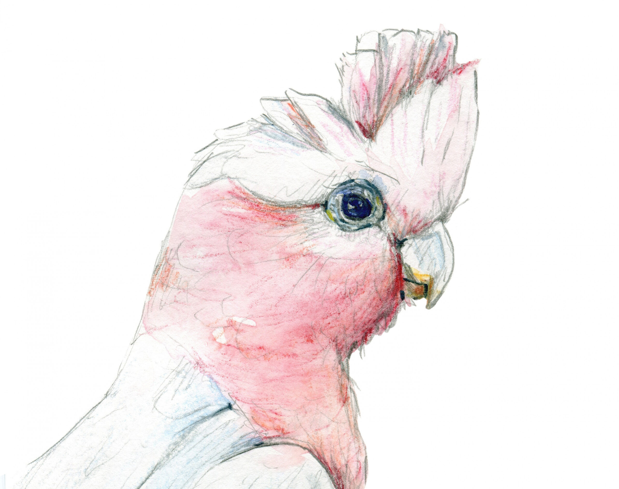 Hand drawn Pink Galah drawing print. Australian native bird watercolour  pencil artwork. Bird lovers gift, Aussie theme, country style decor.