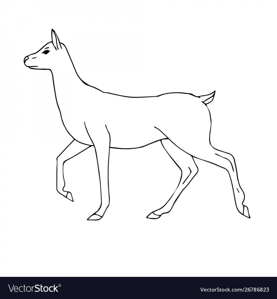 Hand drawn sketch female deer Royalty Free Vector Image