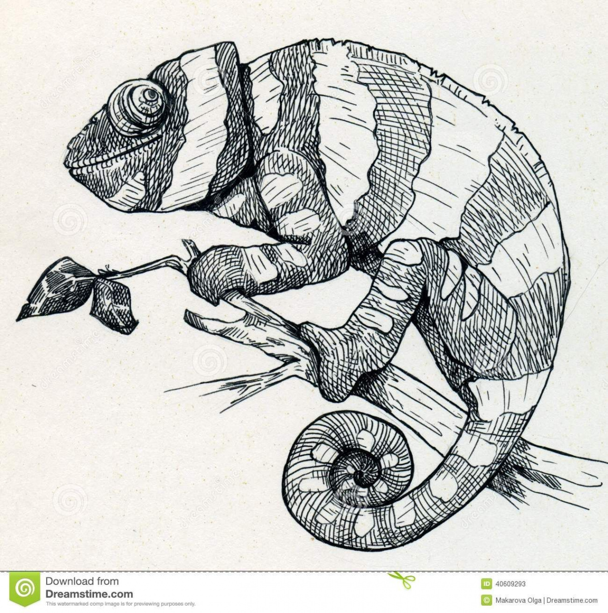 Hand drawn smiling chameleon  Animal line drawings, Chameleon art