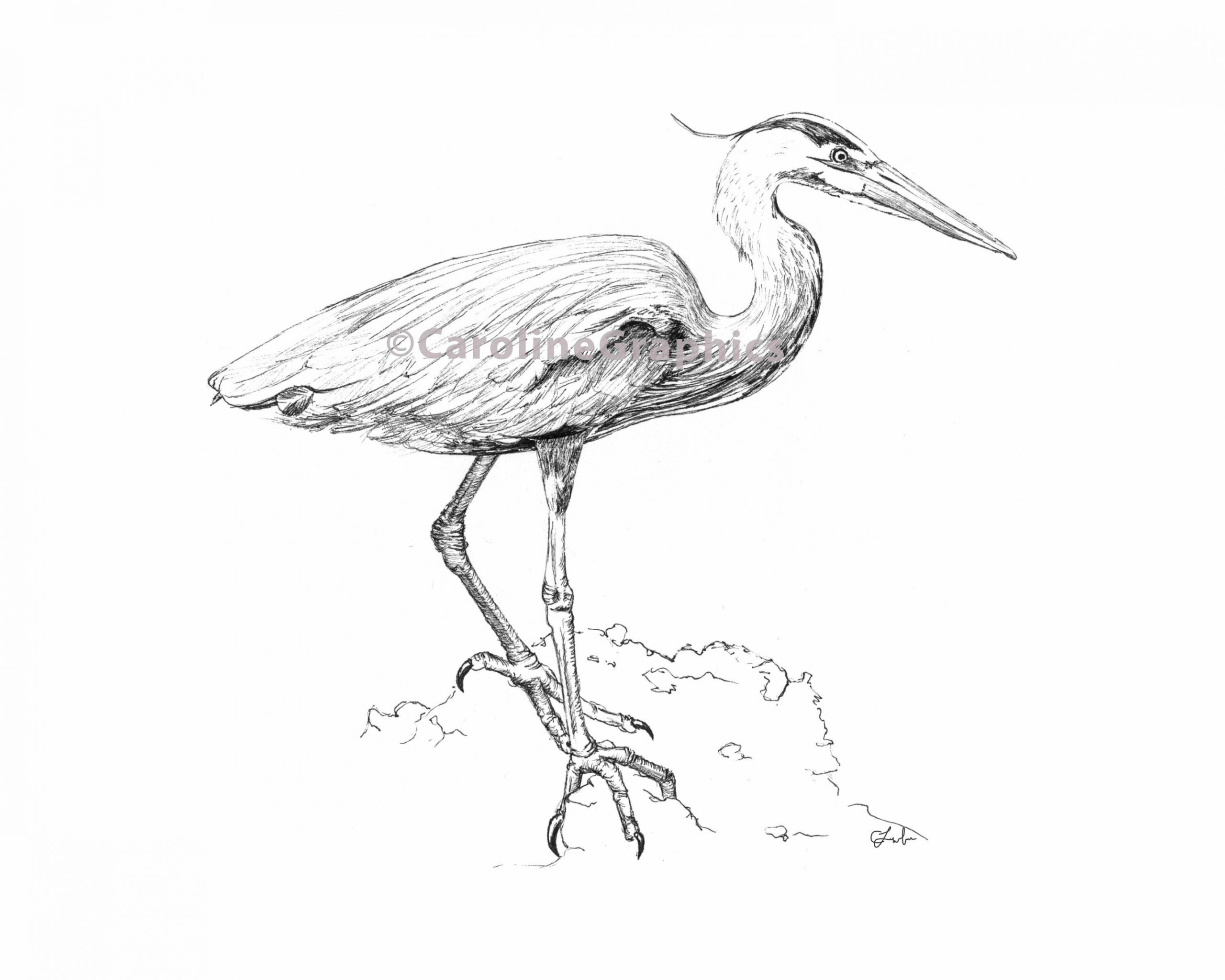 Heron Egret Pen and Ink Print Black and White Nature Art - Etsy