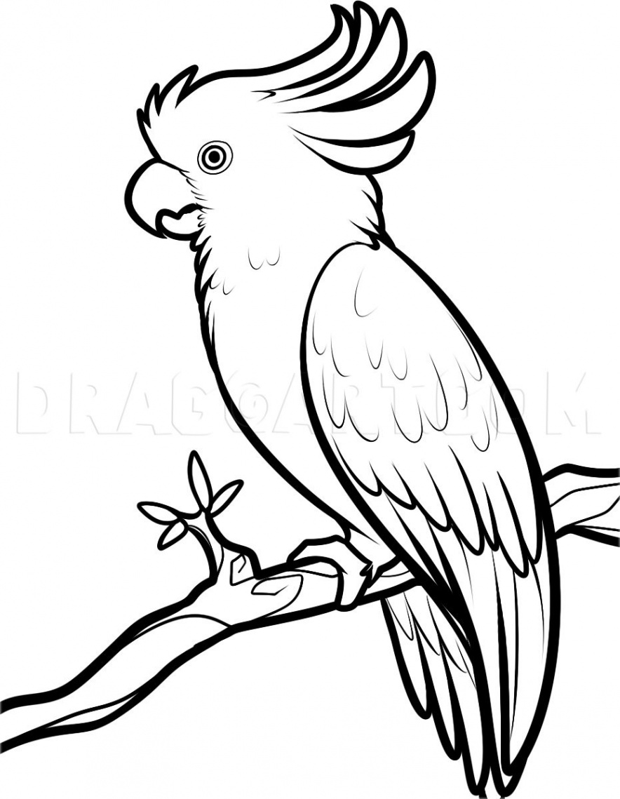 How To Draw A Cockatoo, Step by Step, Drawing Guide, by Dawn