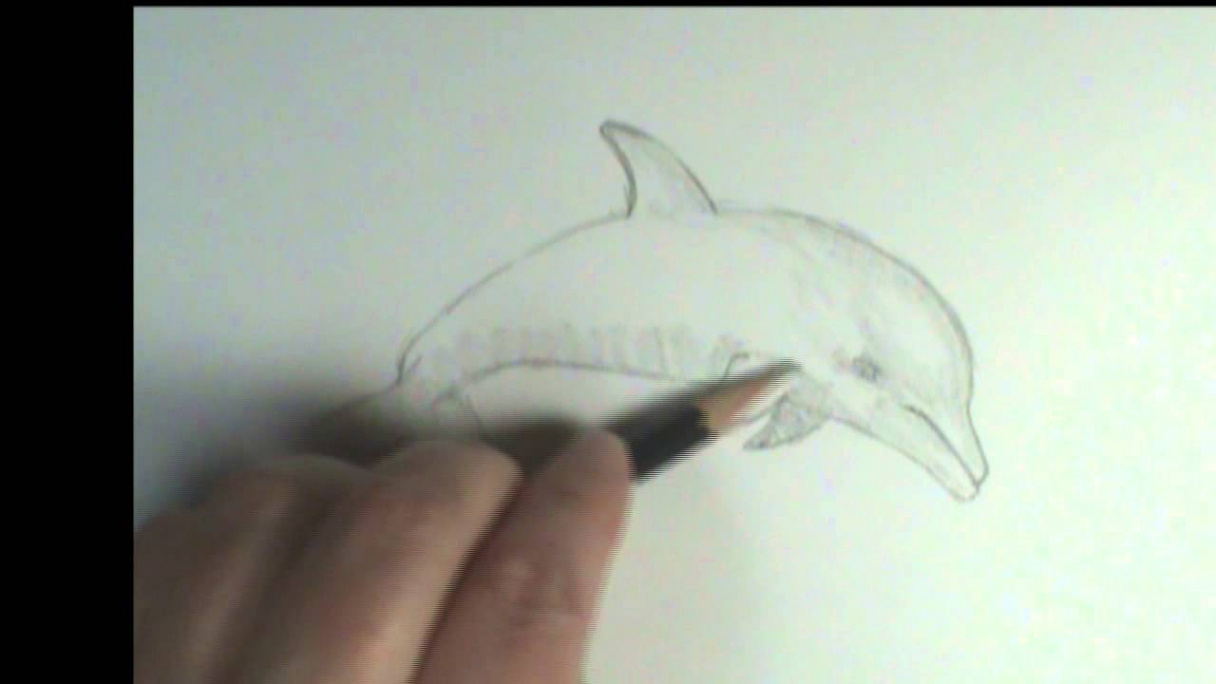 How to draw a Dolphin