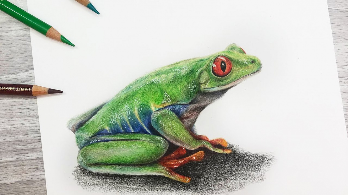 How To Draw a FROG using COLORED PENCIL