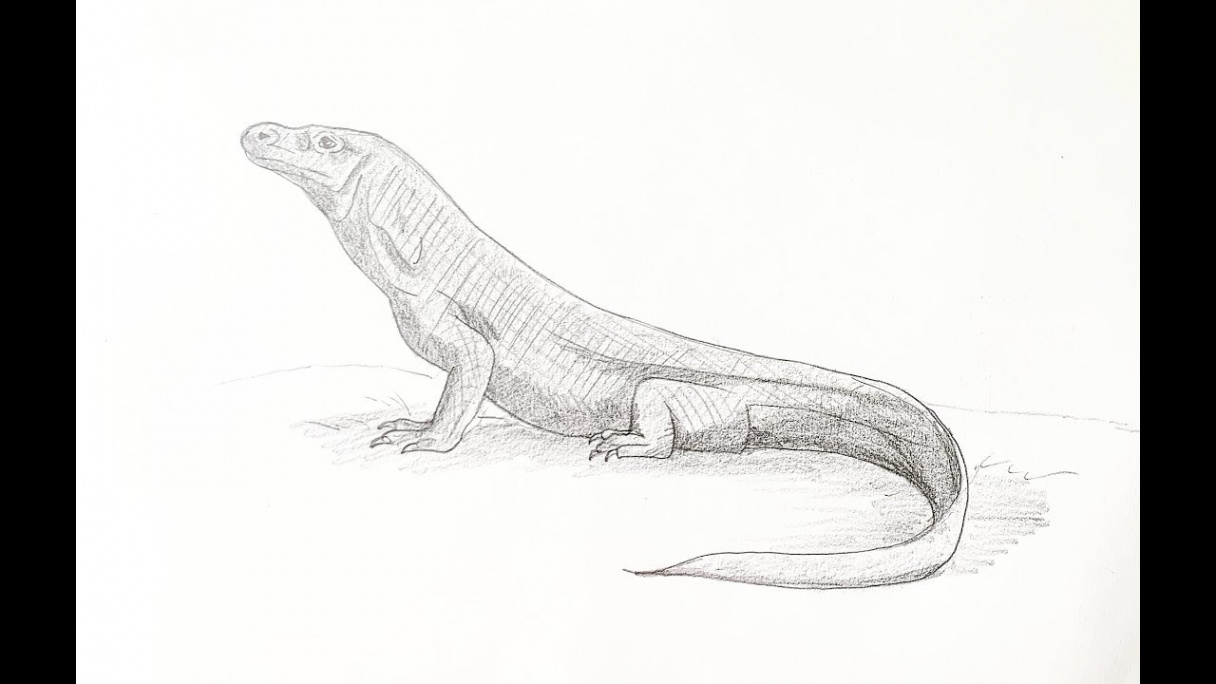 How to draw a Komodo dragon