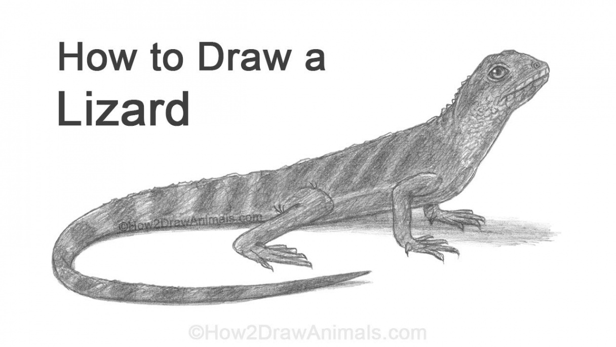 How to Draw a Lizard (Water Dragon)