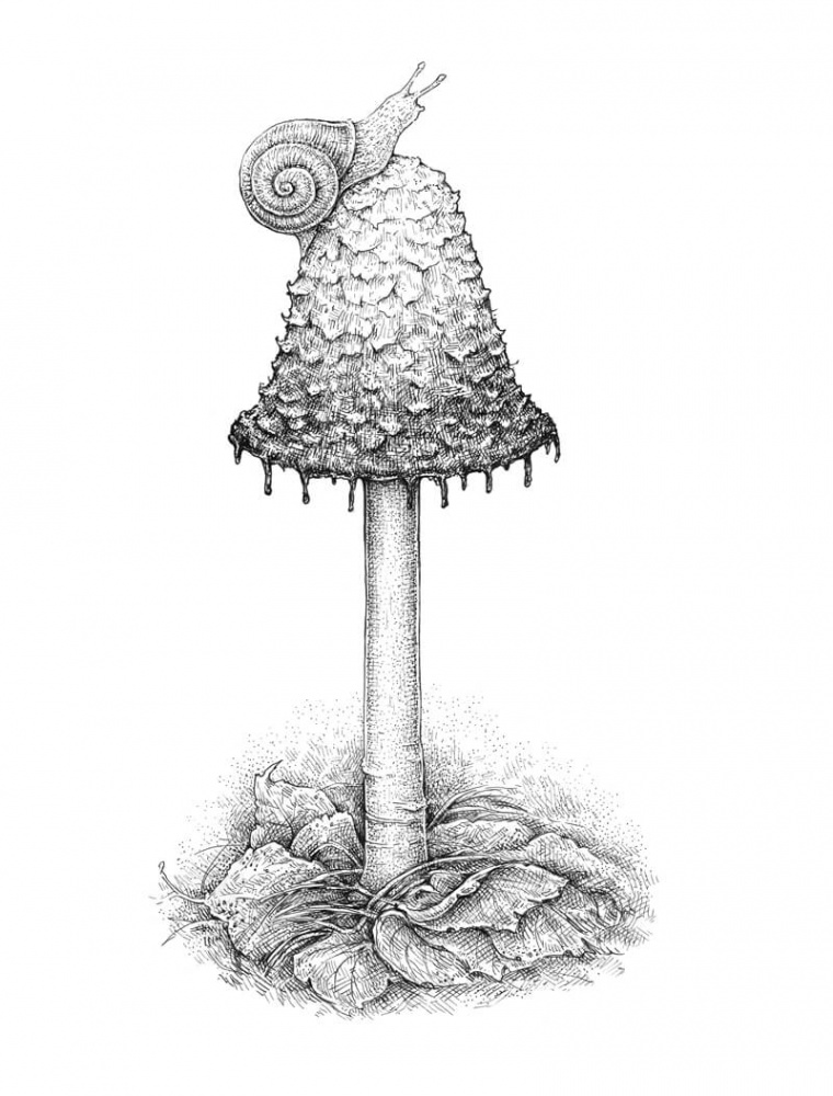 How to Draw a Mushroom - Pen and Ink