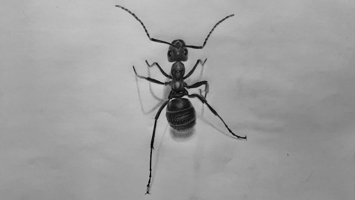 How to Draw a Realistic Ant  Realistic Ant Sketch Tutorial for Beginners   Step by Step