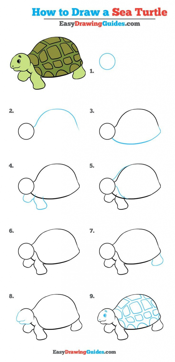 How to Draw a Sea Turtle - Really Easy Drawing Tutorial  Drawing