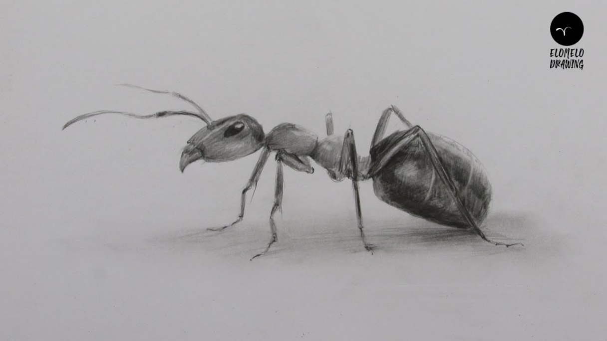 How To Draw Ant: Pencil Sketch Ant Drawing