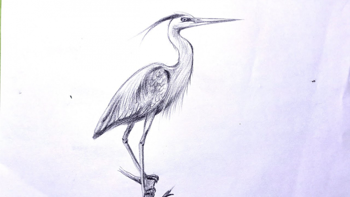 How to draw Great Blue Heron step by step