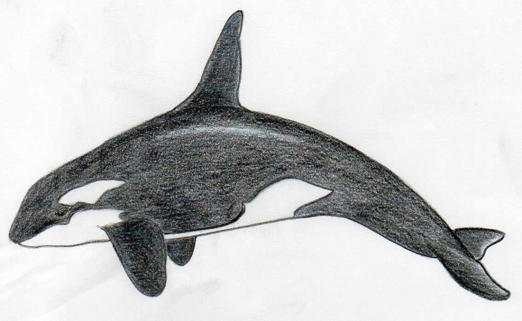 How To Draw Killer Whale