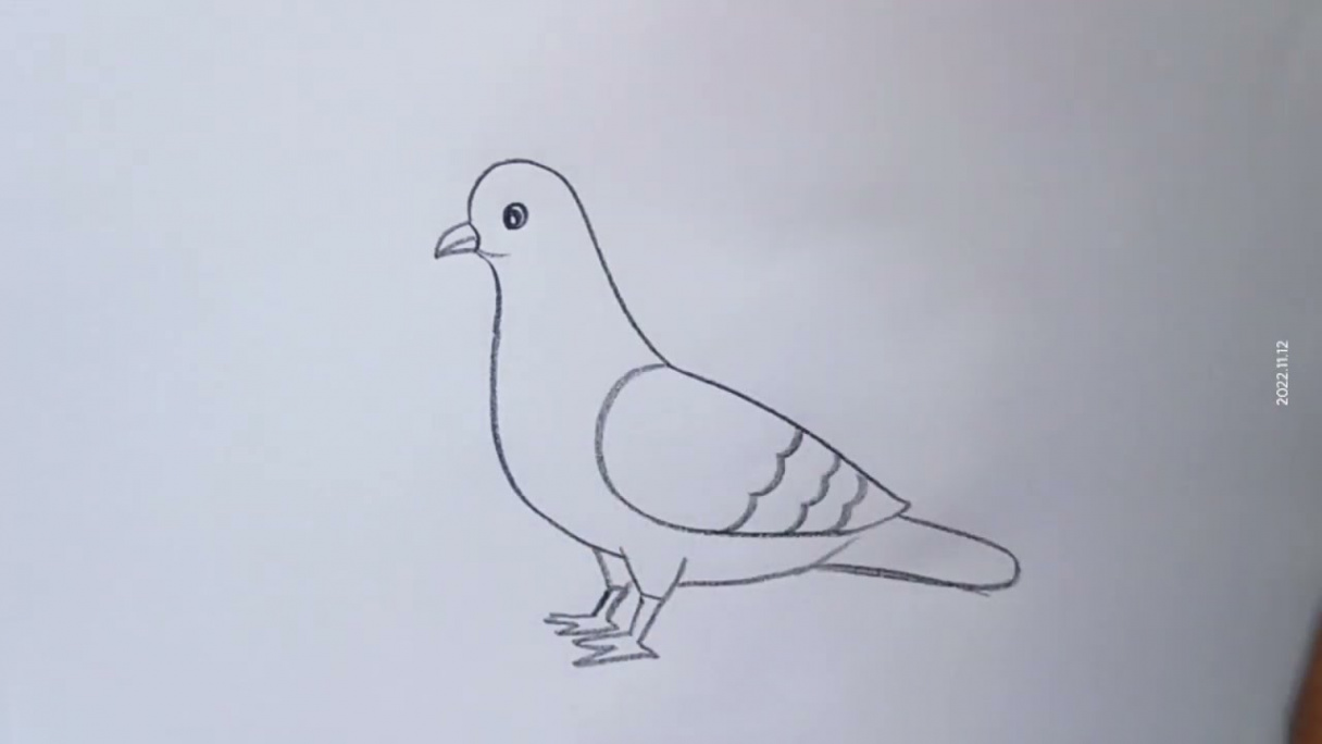 how to draw pigeon drawing easy step by step@DrawingTalent