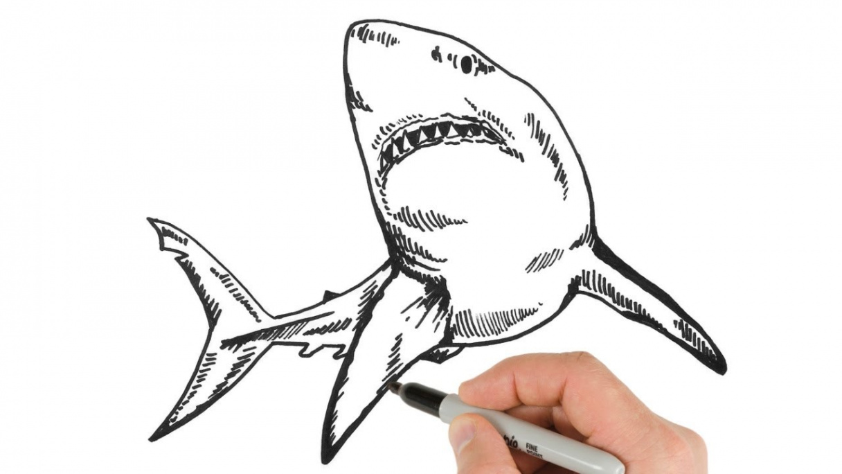 How to Draw Shark / Drawing Tutorial