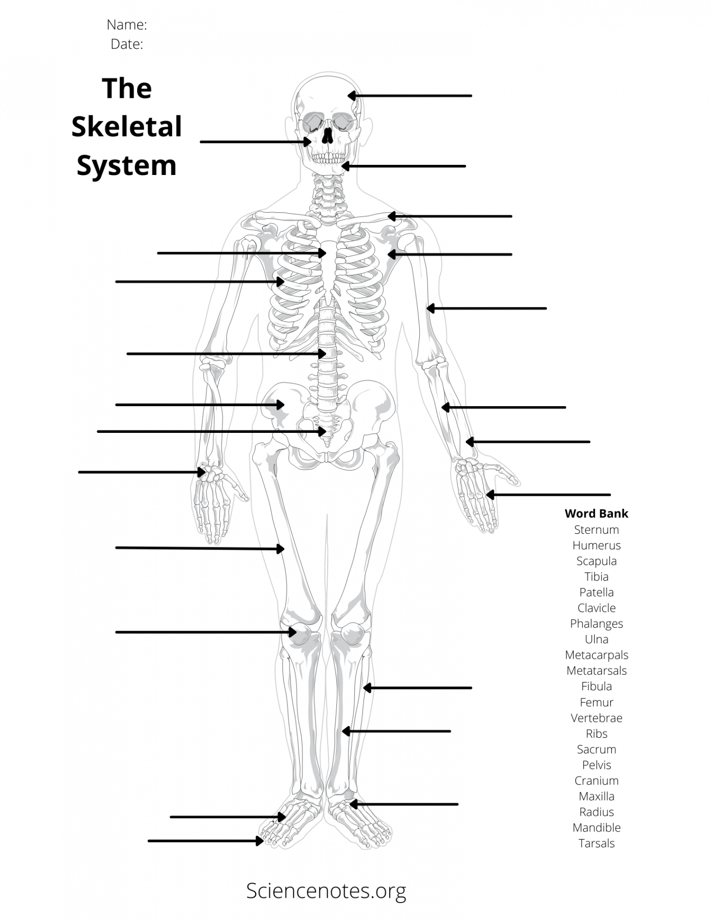 Human Anatomy Worksheets and Study Guides