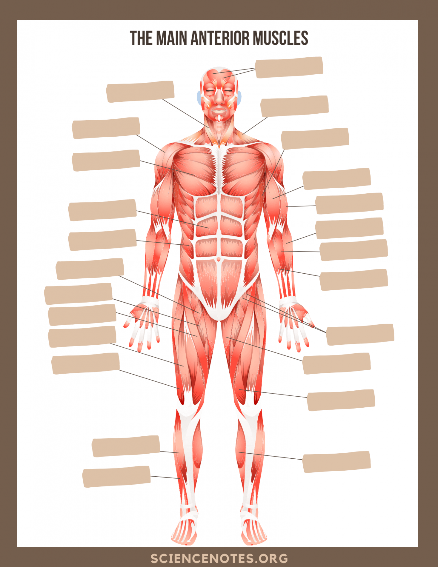 Human Anatomy Worksheets and Study Guides