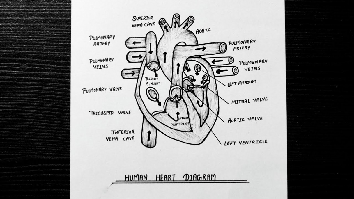 Human Heart Diagram  How to Draw Human Heart Diagram Step By Step   Class   Biology  NCERT