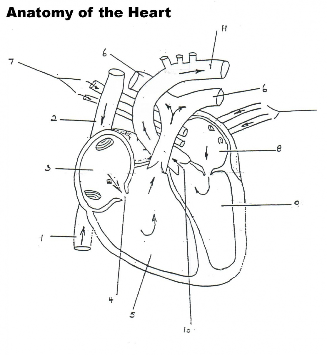 Human Heart Worksheet Blank  Human heart anatomy, Heart diagram