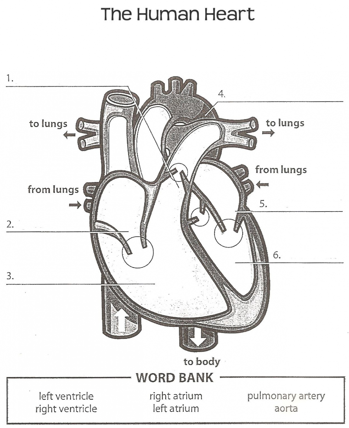 human heart worksheet  Heart diagram, Human heart diagram, Human
