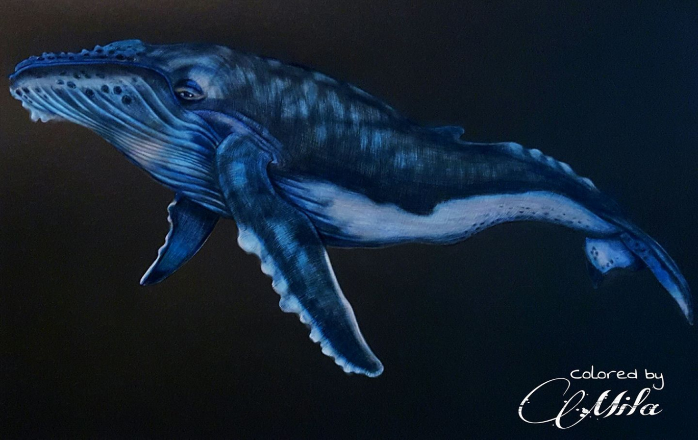 Humpback Whale by Mila Gutuierrez  Whale drawing, Color pencil