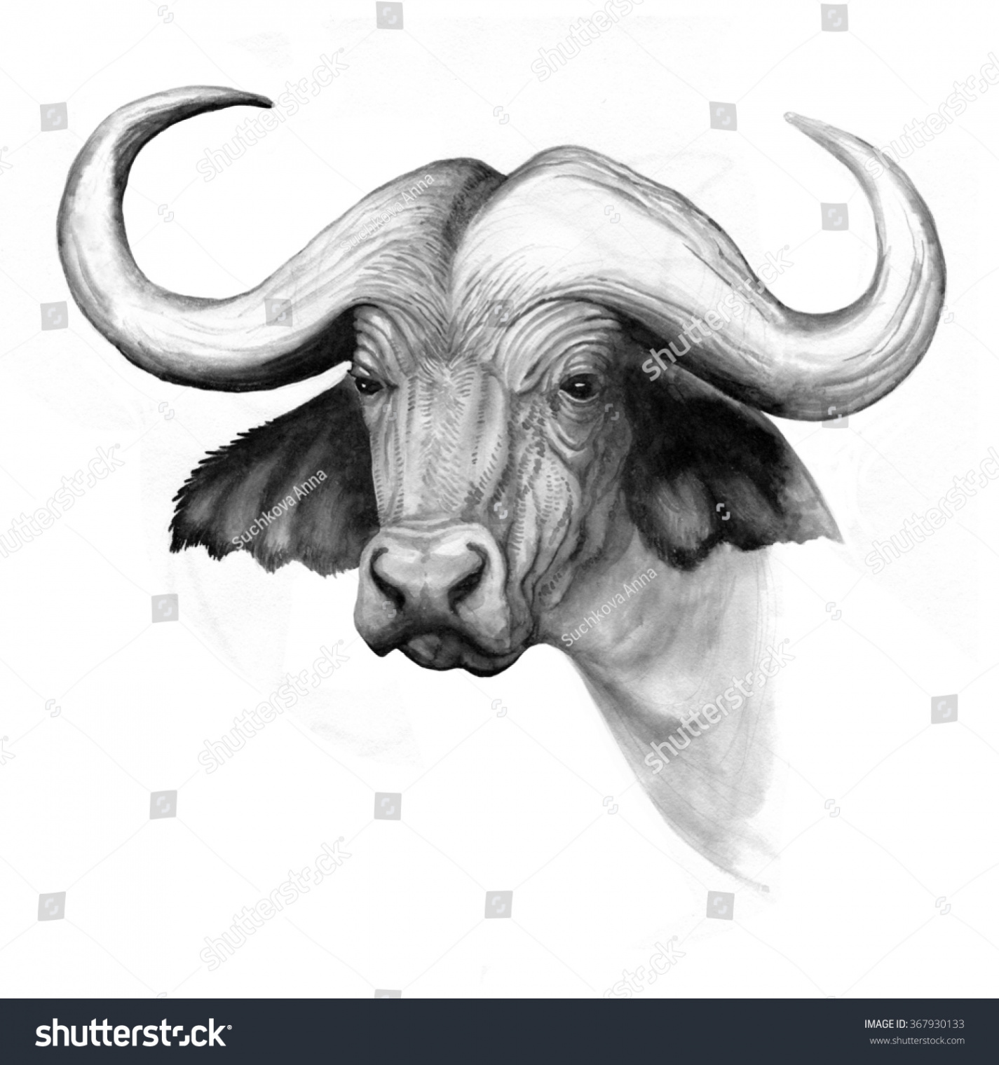 Ink Drawing Water Buffalo Head Stock Illustration