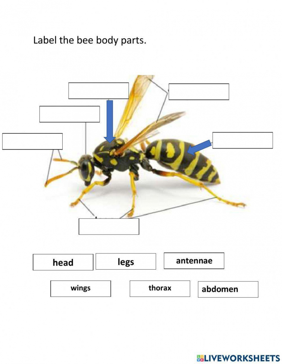 Insects body parts worksheet  Live Worksheets