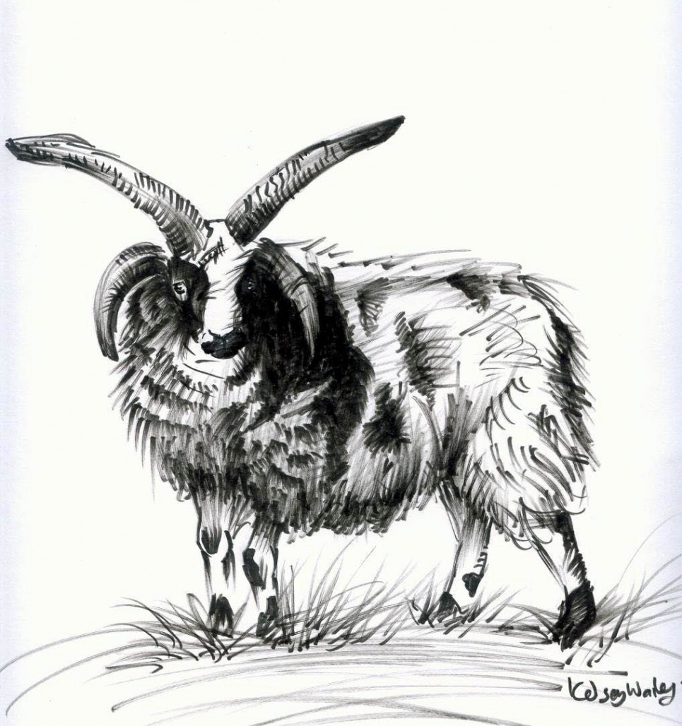 jacob sheep by EatToast on DeviantArt