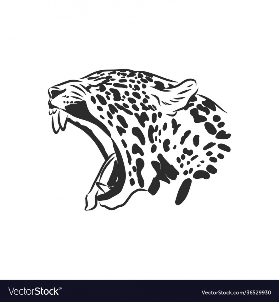 Jaguar hand drawn sketch isolated on white Vector Image